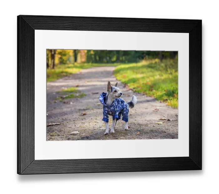 Framed Print : Yorkshire terrier dog for a walk in the autumn park