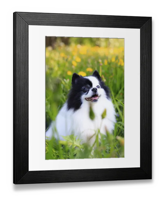Framed Print : A smiling Pomeranian dog in the grass