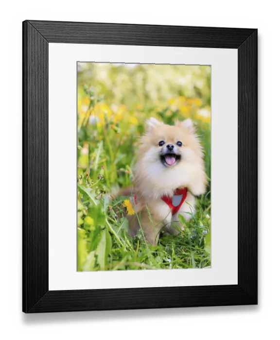 Framed Print : A smiling Pomeranian dog in the grass Framed Print : A smiling Pomeranian dog in the grass