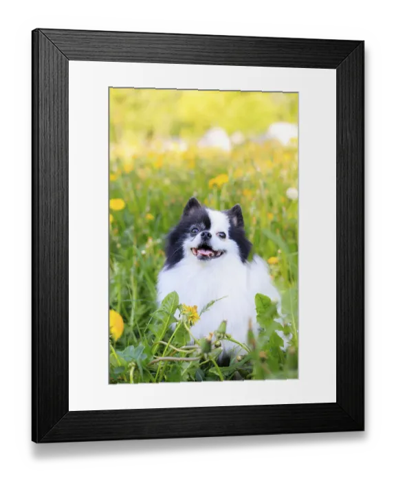 Framed Print : A smiling Pomeranian dog in the grass