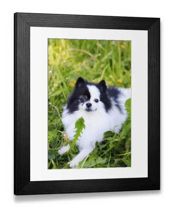 Framed Print : A smiling Pomeranian dog in the grass Framed Print : A smiling Pomeranian dog in the grass