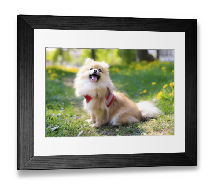 Framed Print : A smiling Pomeranian dog in the grass
