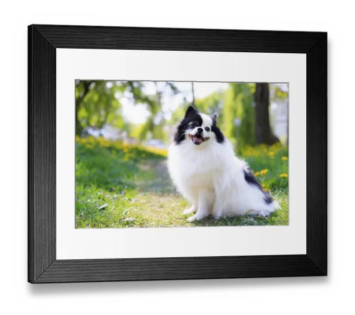 Framed Print : A smiling Pomeranian dog in the grass