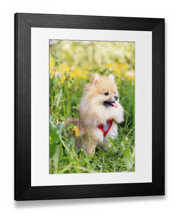 Framed Print : A smiling Pomeranian dog in the grass Framed Print : A smiling Pomeranian dog in the grass