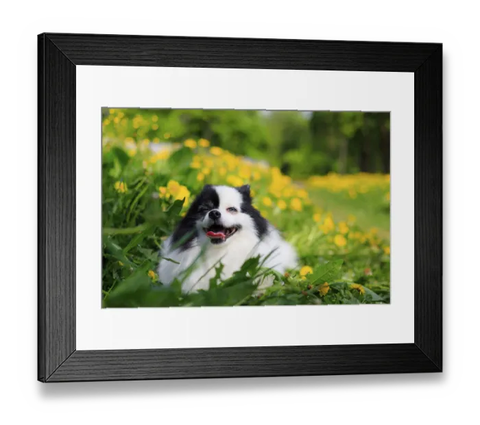 Framed Print : A smiling Pomeranian dog in the grass Framed Print : A smiling Pomeranian dog in the grass