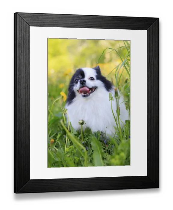 Framed Print : A smiling Pomeranian dog in the grass