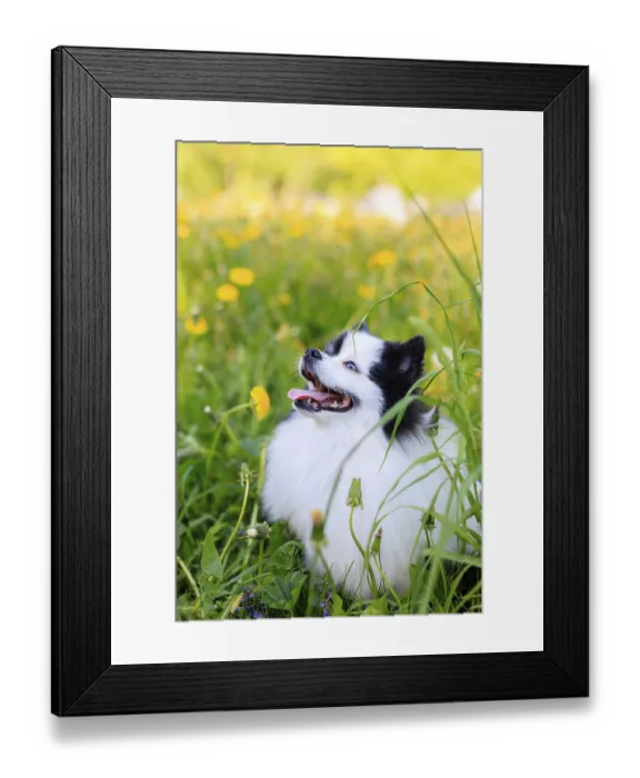 Framed Print : A smiling Pomeranian dog in the grass