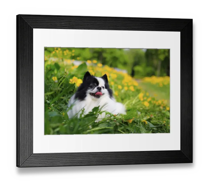 Framed Print : A smiling Pomeranian dog in the grass Framed Print : A smiling Pomeranian dog in the grass