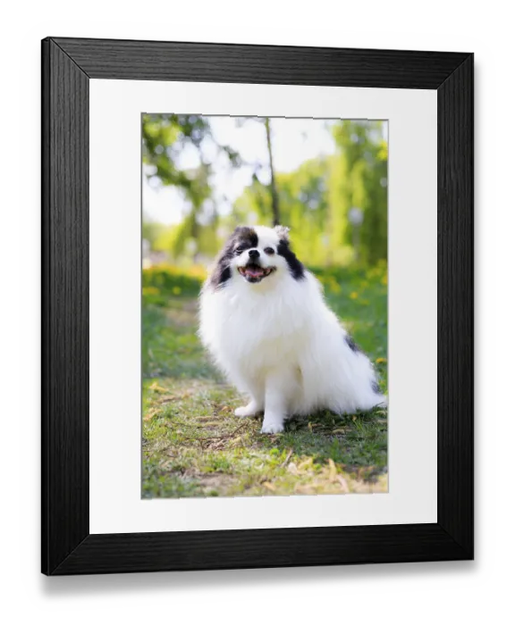 Framed Print : A smiling Pomeranian dog in the grass Framed Print : A smiling Pomeranian dog in the grass