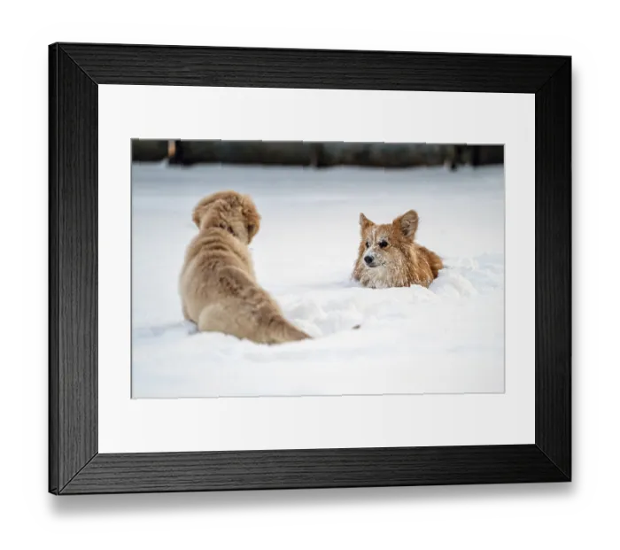Framed Print : Golden retriever and welsh corgi play in the white snow on a cold winter day