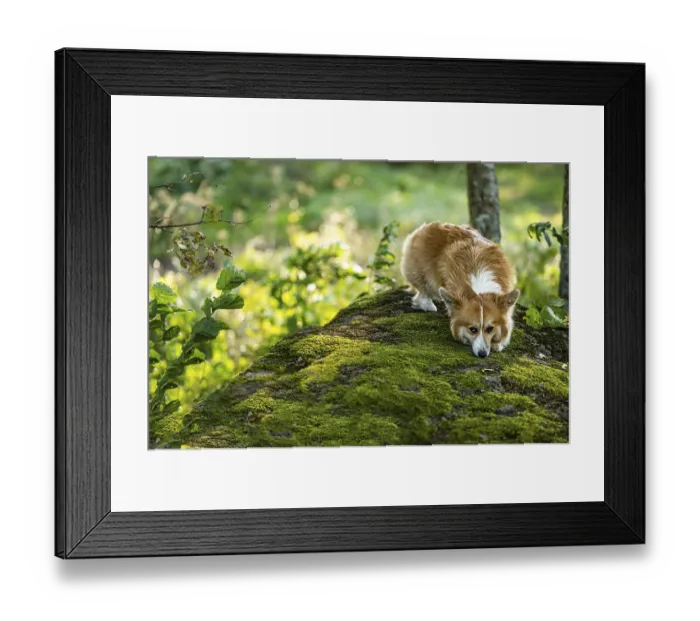 Framed Print : A fluffy pembroke welsh corgi on a large mossy rock in the forest