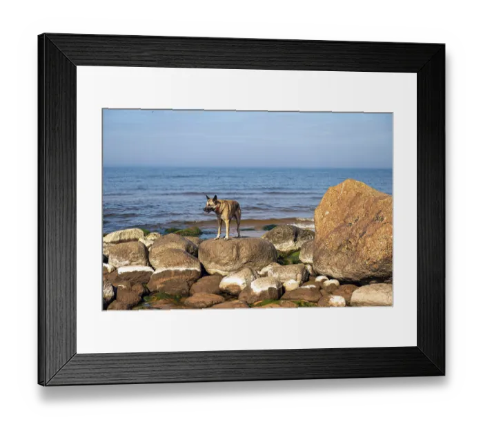 Framed Print : A German shepherd stands on the rocks in the sea against the background of blue sky Framed Print : A German shepherd stands on the rocks in the sea against the background of blue sky