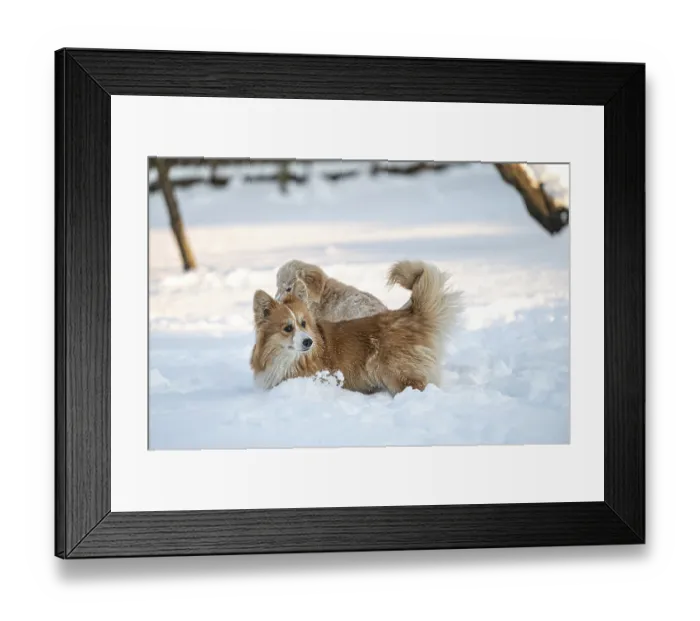 Framed Print : Golden retriever and welsh corgi play in the white snow on a cold winter day