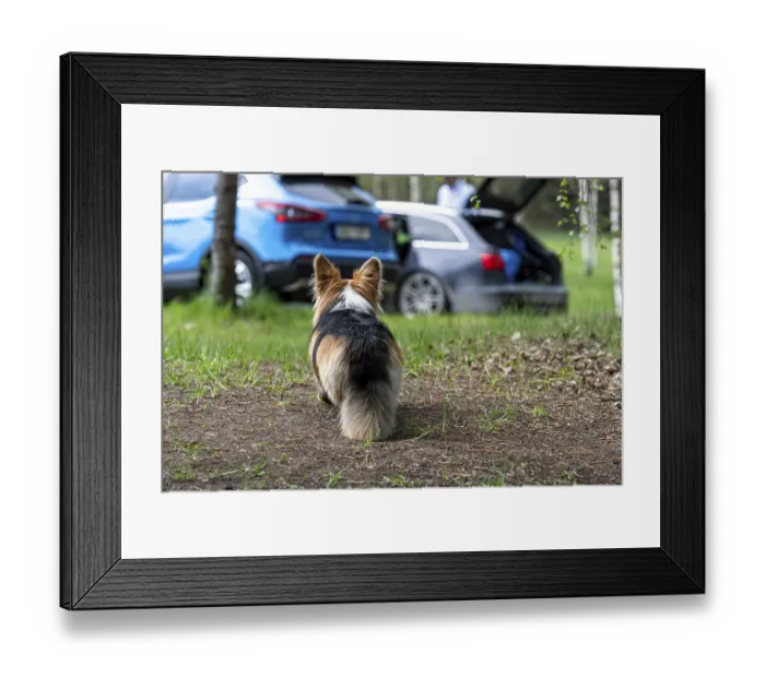 Framed Print : Welsh Corgi dog on the ground next to the car Framed Print : Welsh Corgi dog on the ground next to the car