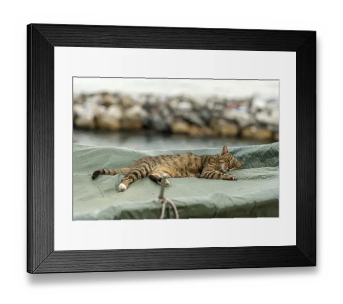 Framed Print : The cat is lying on a covered fishing boat on a rocky sea shore