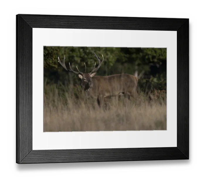 Framed Print : Red deer at the rutting 2025, London Framed Print : Red deer at the rutting 2025, London