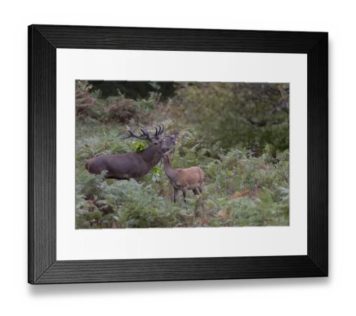 Framed Print : Red deer at the rutting 2025, London