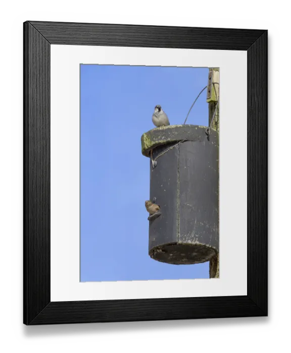 Framed Print : Nest box with sparrows, Nistkasten mit Sperlinge Framed Print : Nest box with sparrows, Nistkasten mit Sperlinge