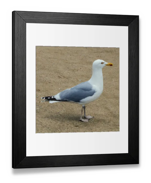 Framed Print : Moewe, seagull Framed Print : Moewe, seagull