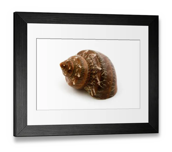 Framed Print : Object on white - seashell close up Framed Print : Object on white - seashell close up
