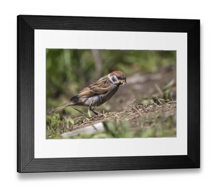 Framed Print : Unlike well expressed sexual dimorphism at a house sparrow males