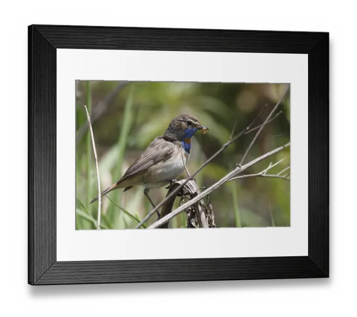 Framed Print : Male bluethroat (Luscinia svecica) with the caught caterpillar
