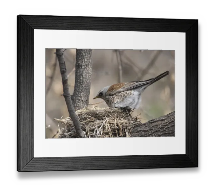 Framed Print : Fieldfare, (Turdus pilaris) near his nest