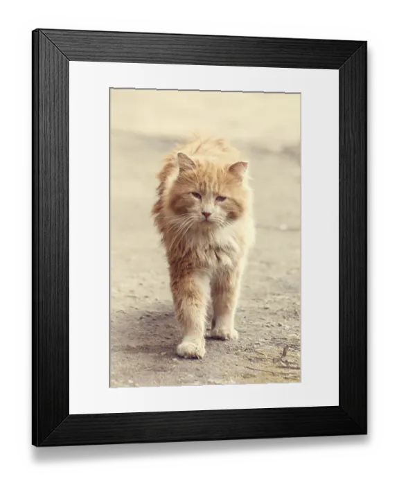 Framed Print : Stray street red cat. Homeless cat