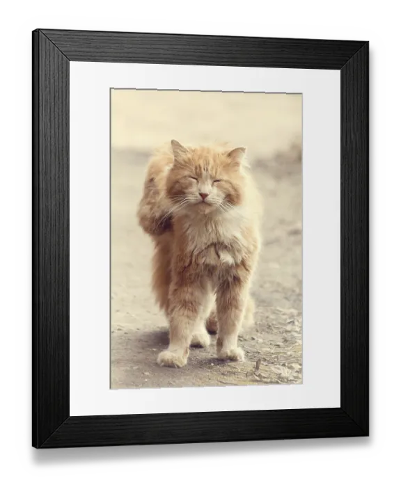 Framed Print : Stray street red cat. Homeless cat Framed Print : Stray street red cat. Homeless cat