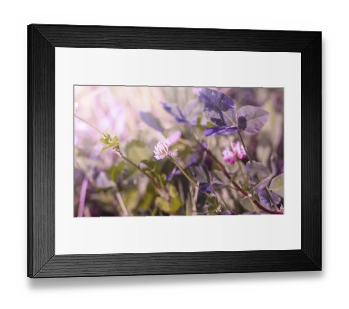 Framed Print : Wild flower clover. Pink flower in the field