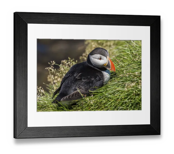 Framed Print : Puffin on Iceland resting on grass near the sea Framed Print : Puffin on Iceland resting on grass near the sea