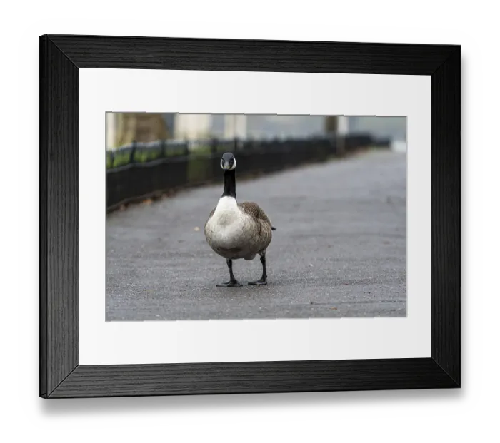 Framed Print : A lone Canada Goose stands on a wet pathway