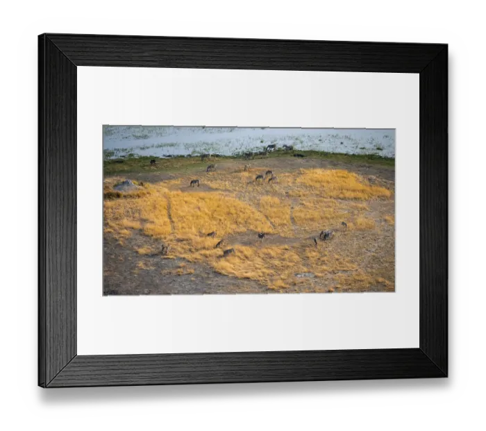 Framed Print : Steppe zebras (Equus quagga), riverbank