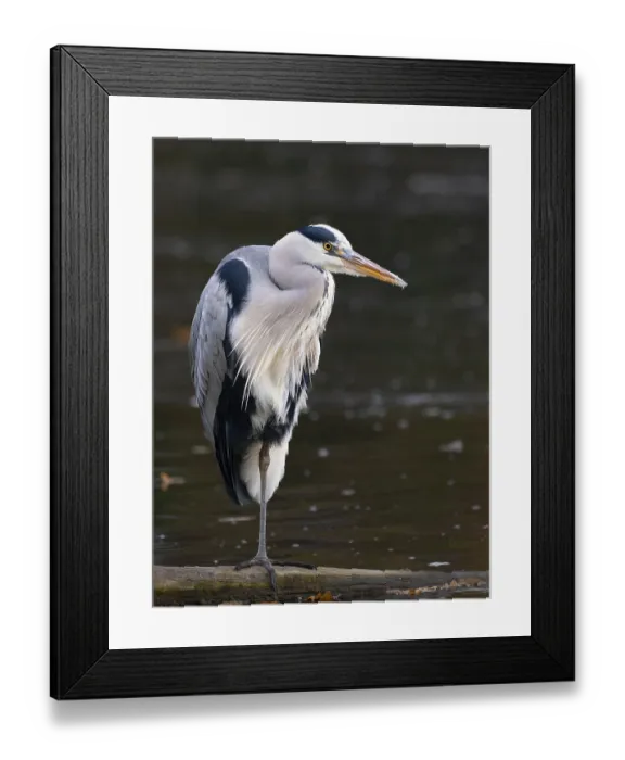 Framed Print : A gray heron on the water, Ruhrpott