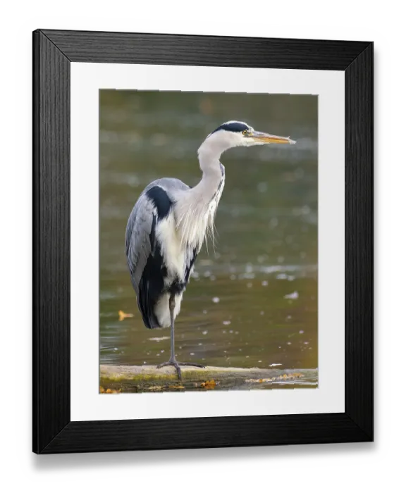 Framed Print : A gray heron on the water, Ruhrpott Framed Print : A gray heron on the water, Ruhrpott