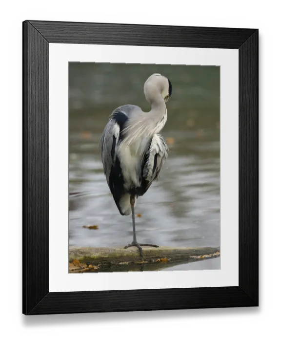 Framed Print : A gray heron taking care of plumage