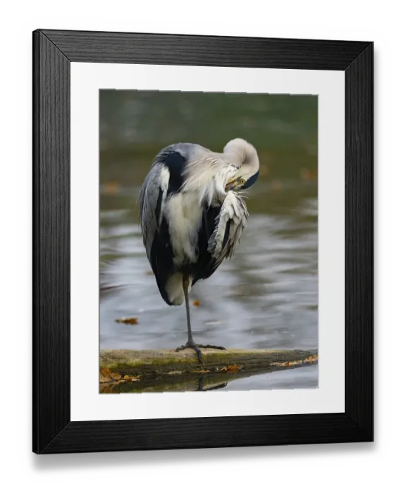 Framed Print : A gray heron taking care of plumage