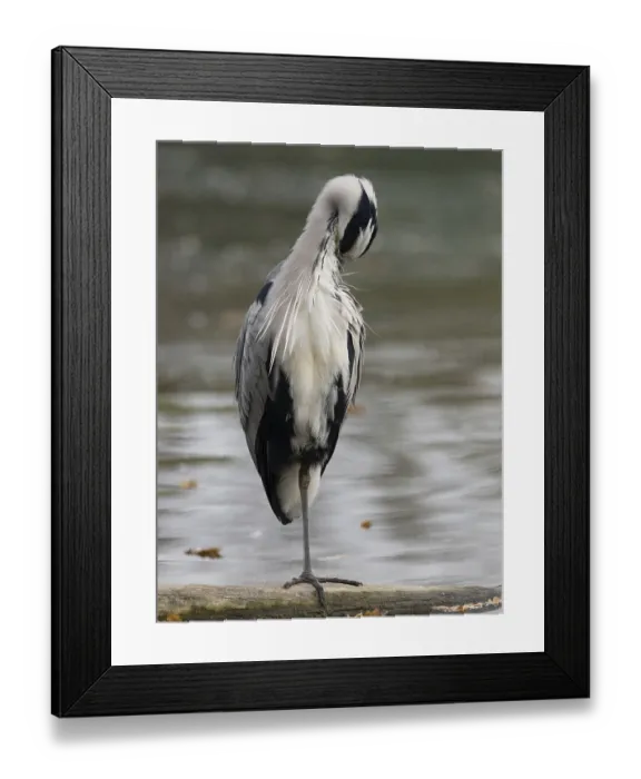 Framed Print : A gray heron taking care of plumage