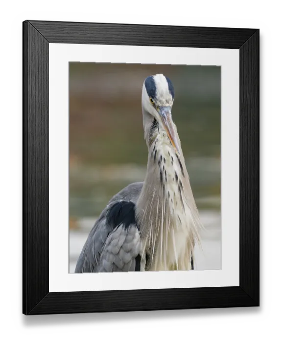 Framed Print : A gray heron on the water, Ruhrpott
