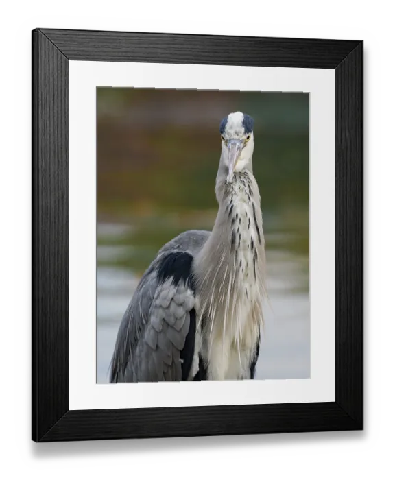 Framed Print : A gray heron on the water, Ruhrpott