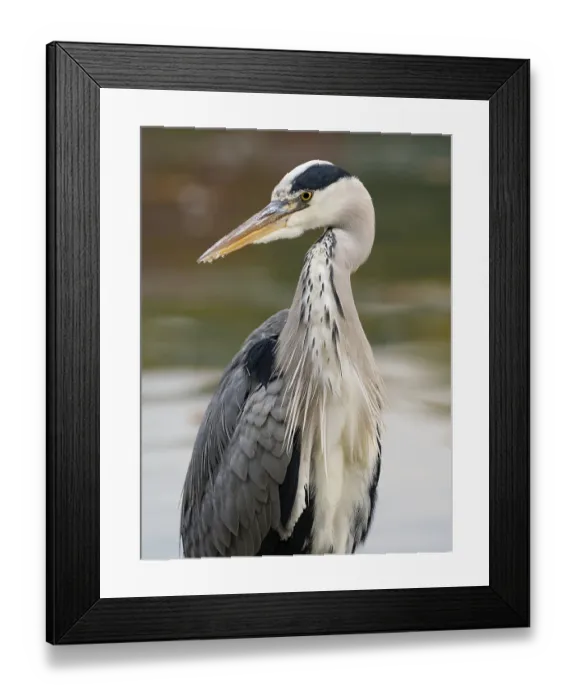 Framed Print : A gray heron on the water, Ruhrpott