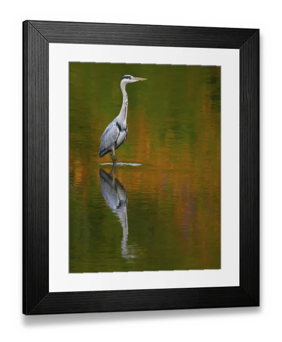 Framed Print : A gray heron is reflected in water in autumn