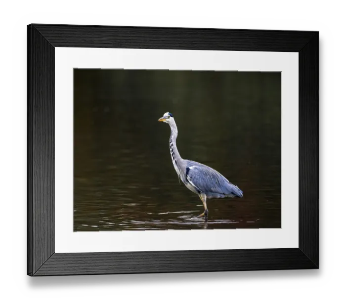 Framed Print : A gray heron stands in shallow water