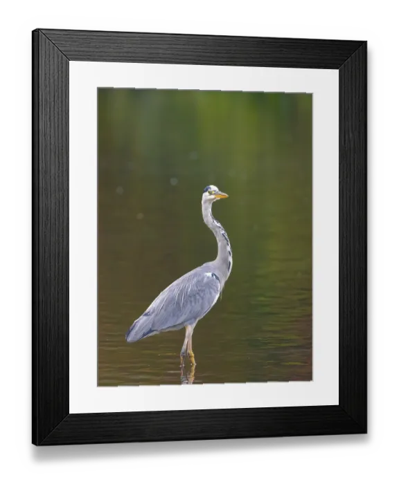 Framed Print : A gray heron stands in shallow water Framed Print : A gray heron stands in shallow water