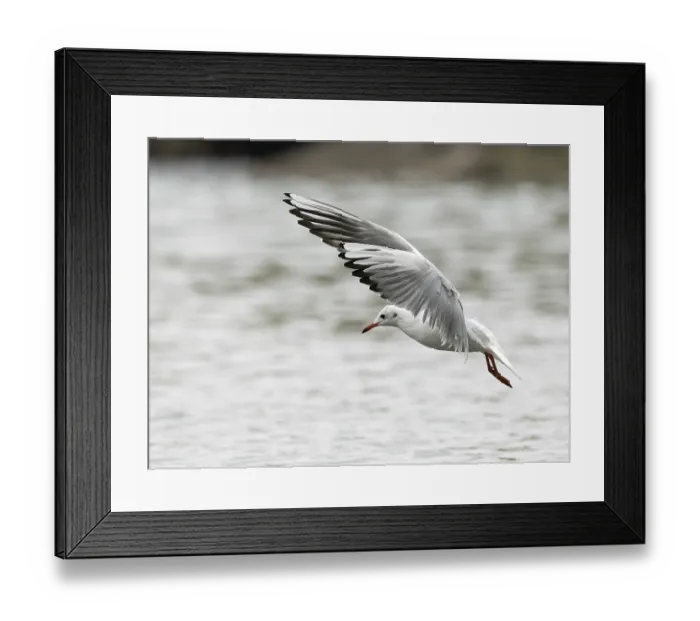 Framed Print : A black-headed gull fishing, Ruhrpott