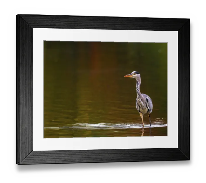 Framed Print : A gray heron in autumn colors, Ruhrpott