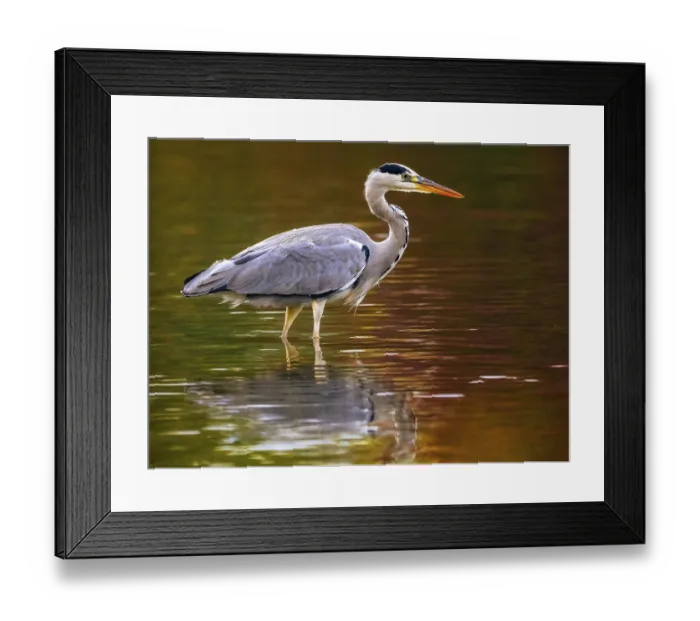 Framed Print : A gray heron in autumn colors, Ruhrpott Framed Print : A gray heron in autumn colors, Ruhrpott