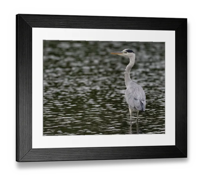 Framed Print : A gray heron stands in agitated water