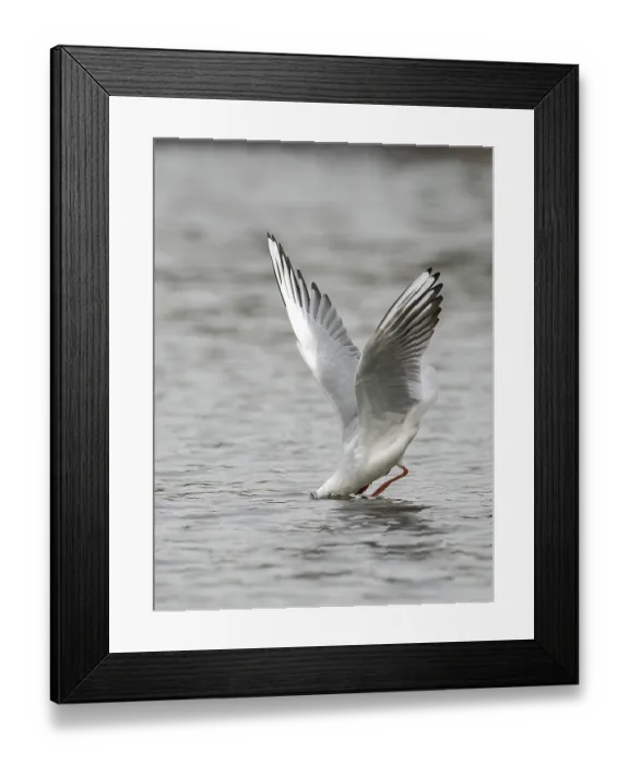 Framed Print : A black-headed gull fishing just in front of diving into water Framed Print : A black-headed gull fishing just in front of diving into water