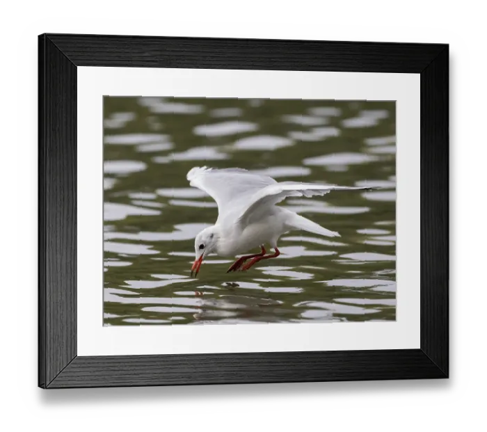 Framed Print : A black-headed gull flying just in front of diving into water